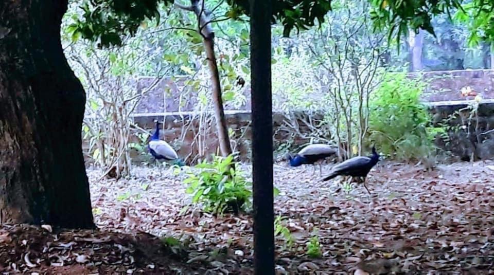 New Organic Home Stay Mudigere المظهر الخارجي الصورة